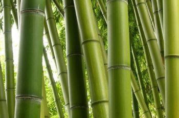 BAMBOO