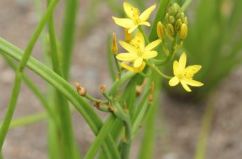 Medicina Esportiva- Bulbine Natalensis