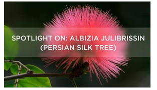 PRODIZIA- ALBIZIA JULIBRISSIN EXTRACT